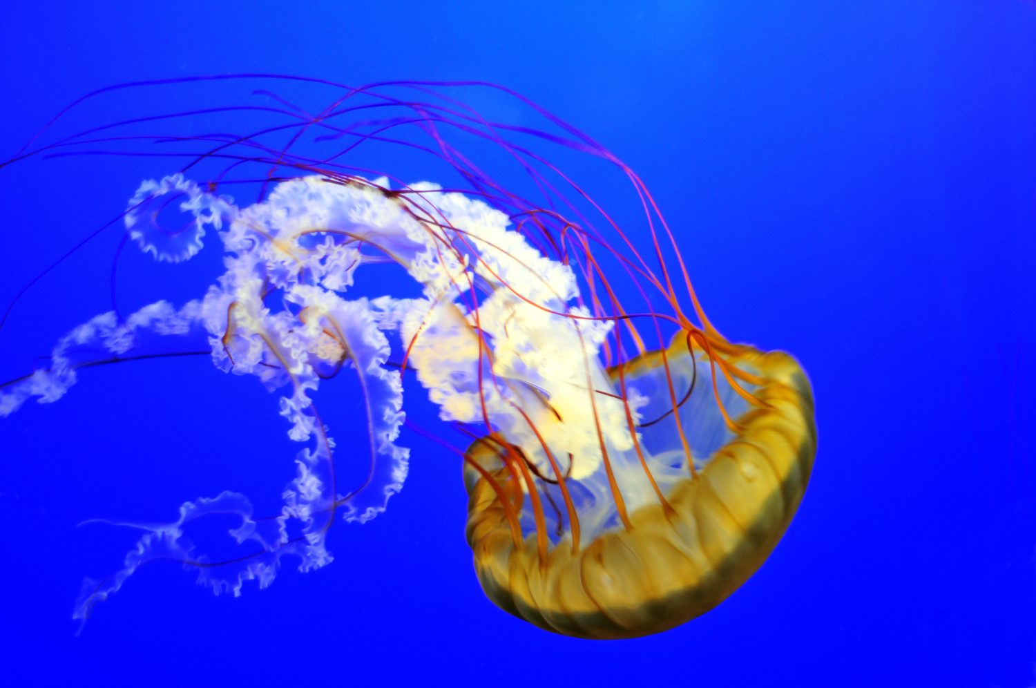 After two summers of jellyfish research, Dalhousie scientist