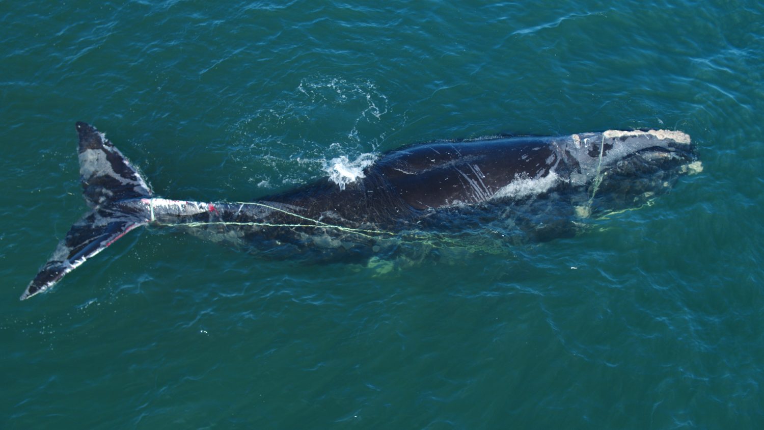 How a gear lending program is helping the fishing industry and protecting  right whales
