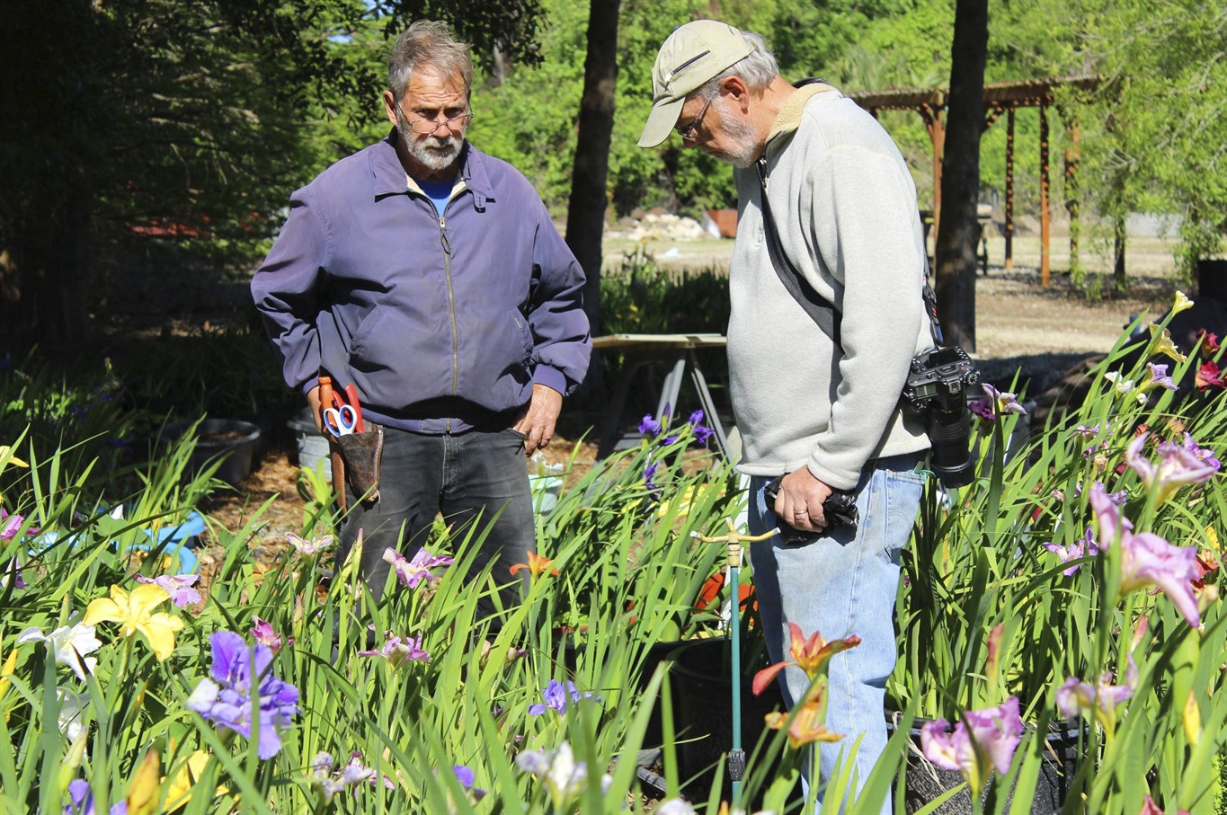 Petal power: Group works to preserve wild Louisiana irises