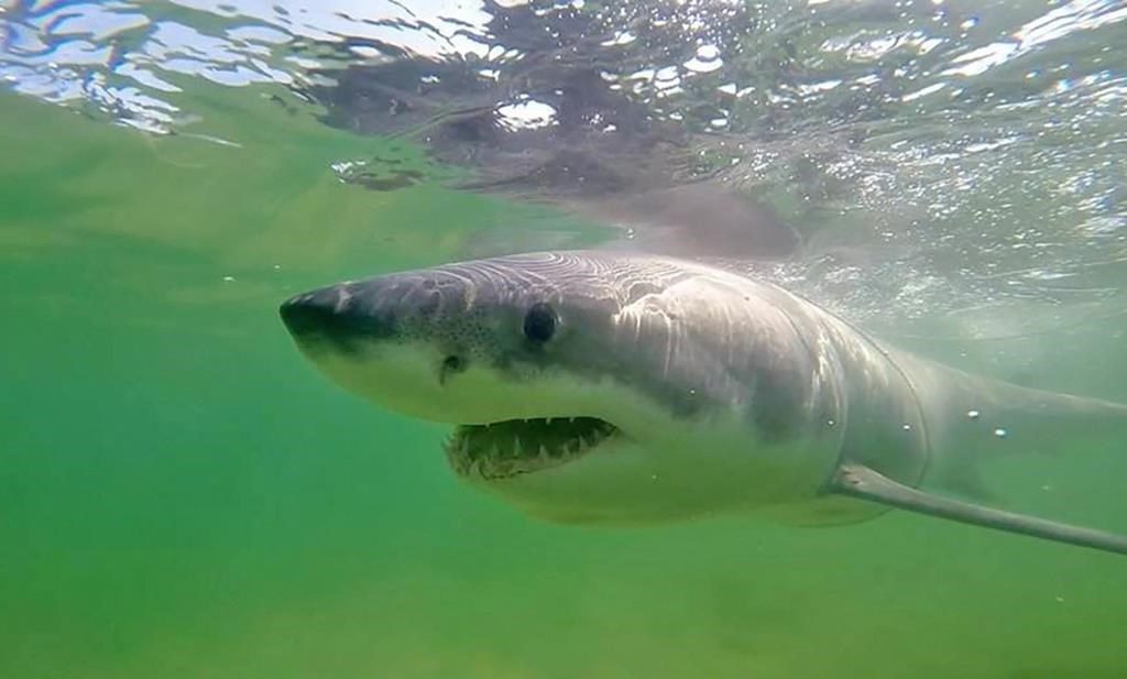 More white sharks are being seen in Nova Scotia waters. Here's why