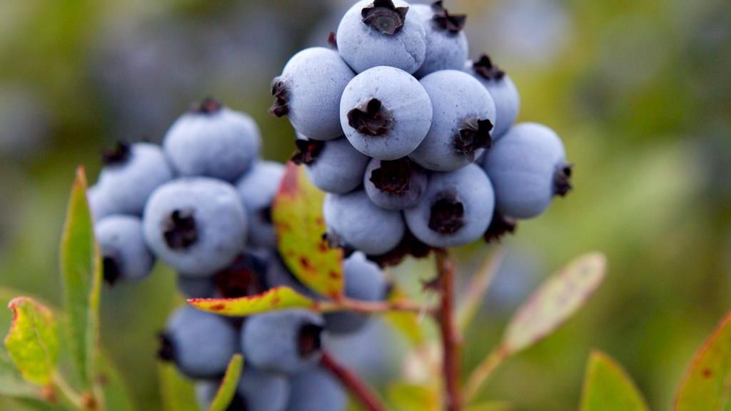 A file photo of blueberries. (AP Photo/Robert F. Bukaty, File)