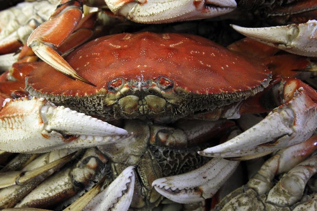 As Alaska cancels its snow crab season, Oregon's commercial