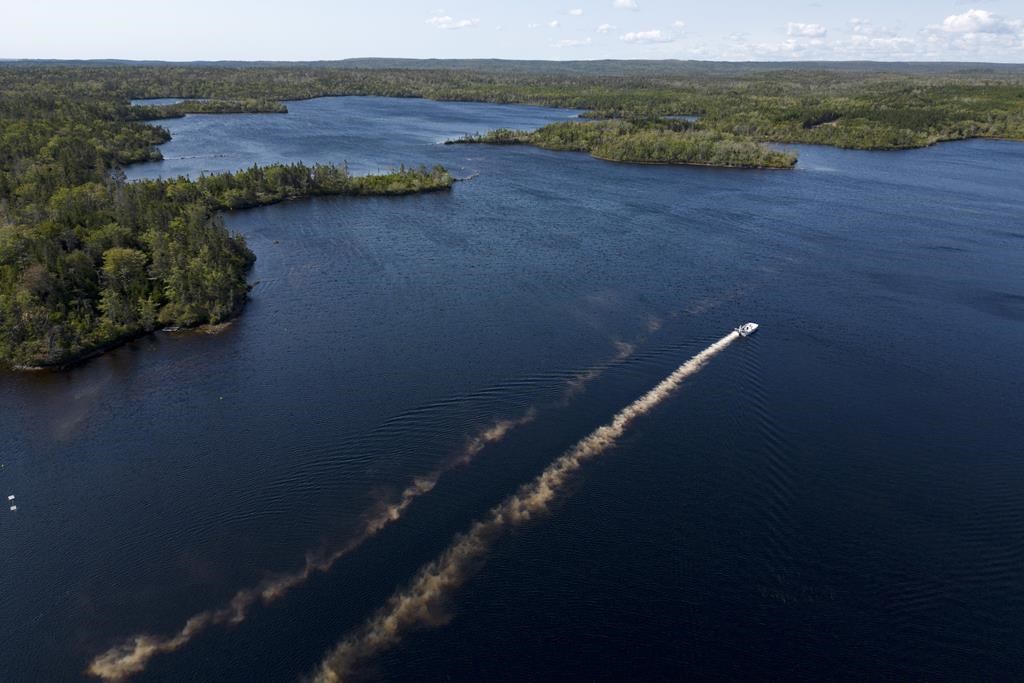 Targeting Invasives : The Chain Pickerel of Nova Scotia