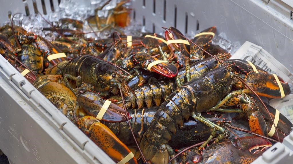 Recent high temperatures in Atlantic Ocean impacting lobster, shrimp