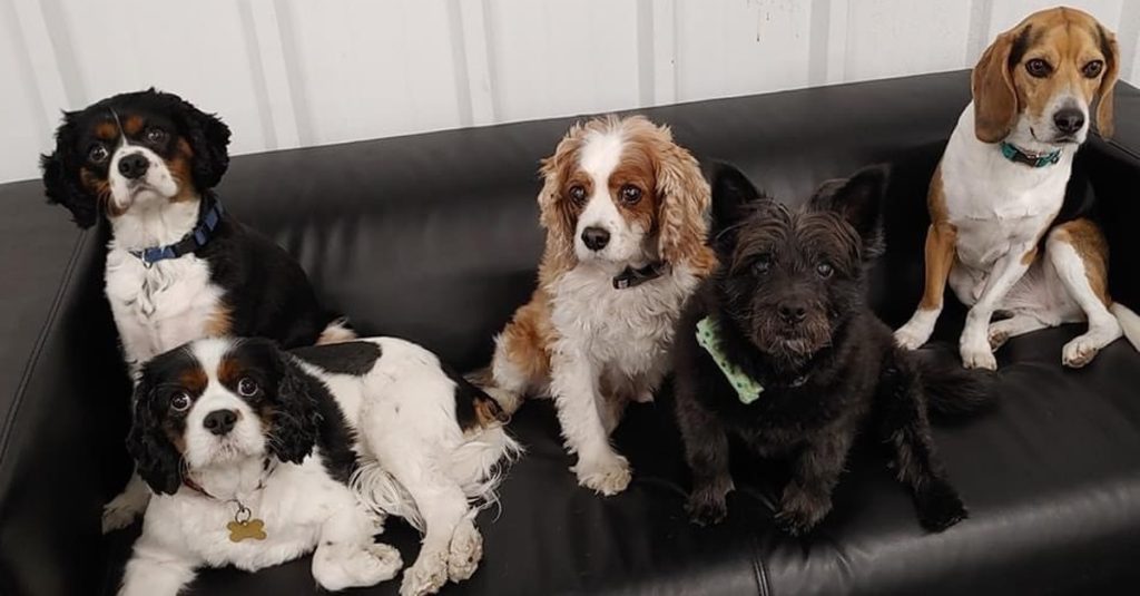 Dog daycare in Dartmouth, offering more than just a home away from home