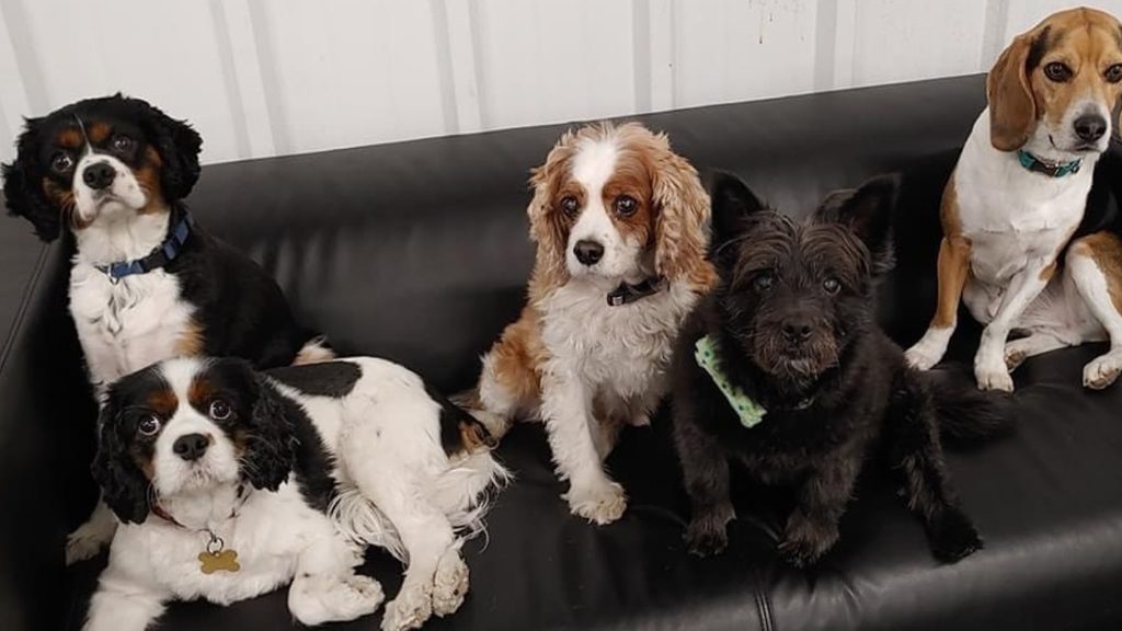 Dog daycare in Dartmouth, offering more than just a home away from home