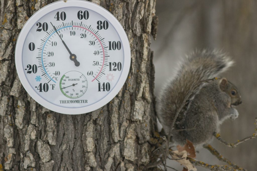a thermometer and a squirrel on a tree
