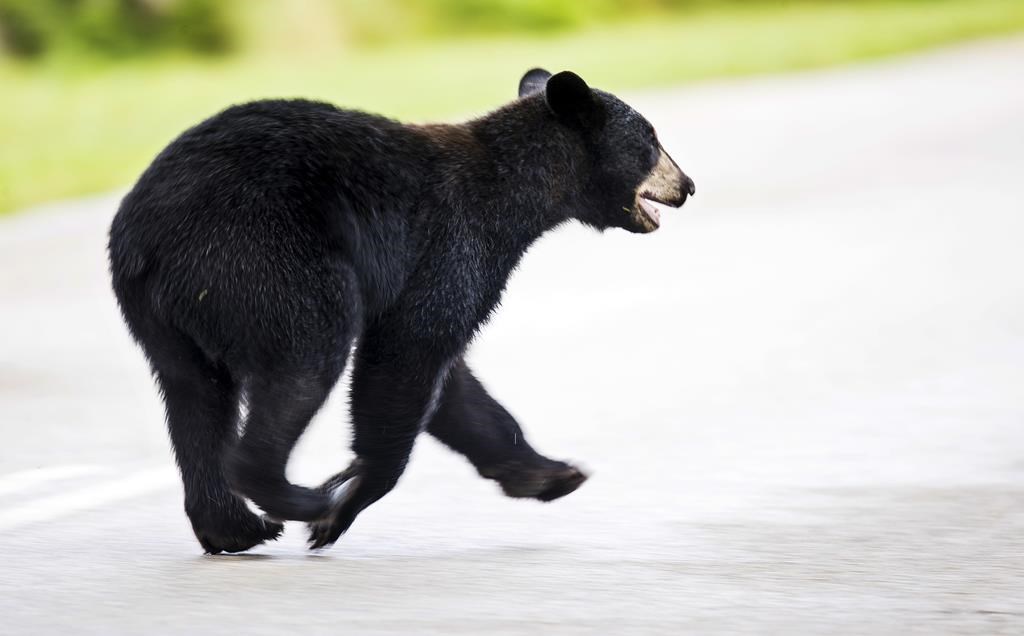 Bear reported at Dartmouth Commons; schools in lockdown, police on scene