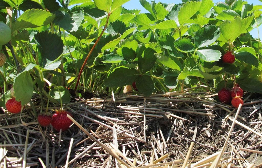 In Quebec's strawberry fields, a tiny insect may forecast big climate impacts: study