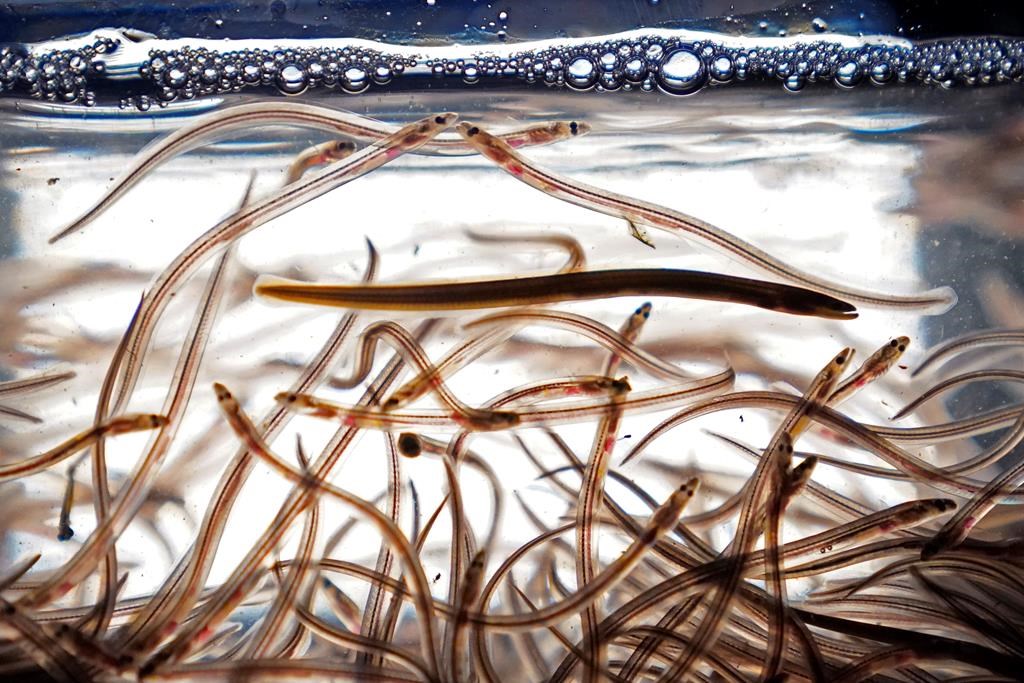 26 arrests for illegal fishing of elvers in Nova Scotia since early March