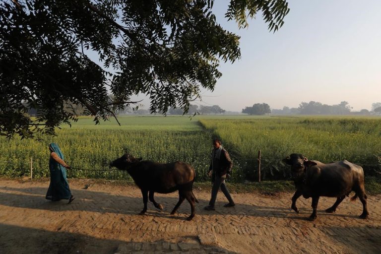 India has millions of dairy farmers. It's creating a methane problem