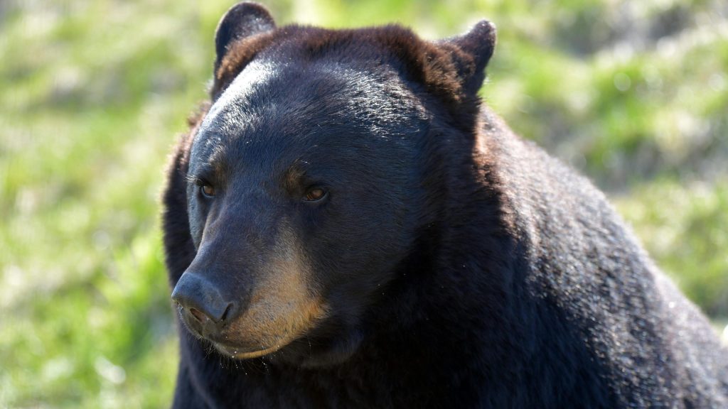 No spring bear hunt in N.S. after public consultation