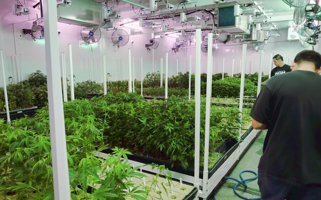AP Explains: 4/20 grew from humble roots to marijuana's high holiday