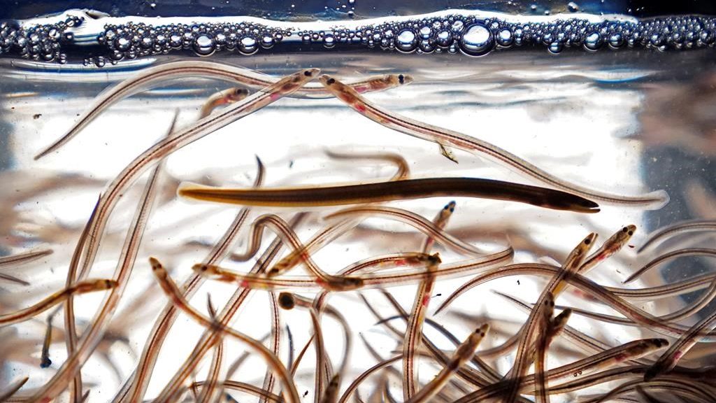 Five people from Maine arrested in Nova Scotia for illegally fishing baby eels