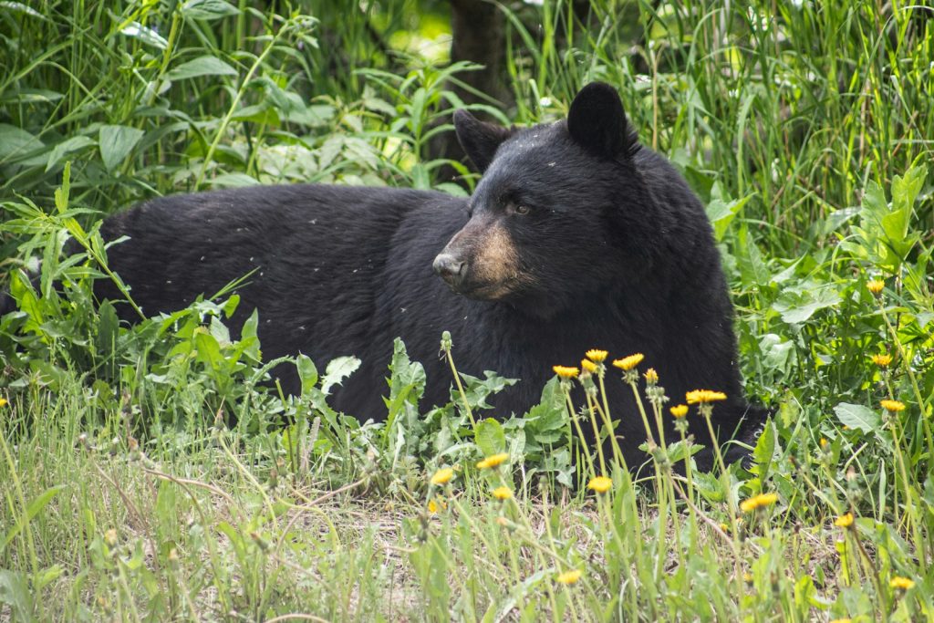 Ecology Action Centre pleased with decision not the introduce a spring bear hunt in Nova Scotia