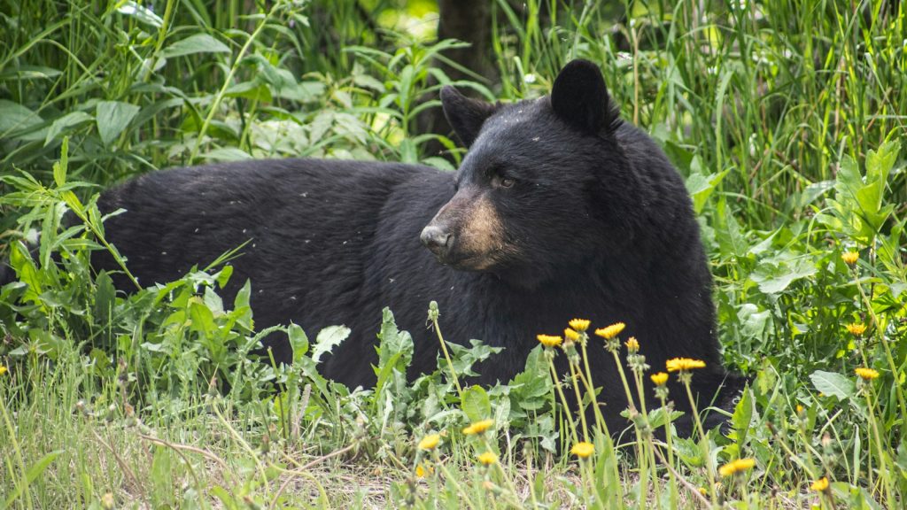 Ecology Action Centre happy with decision not to introduce a spring bear hunt in Nova Scotia