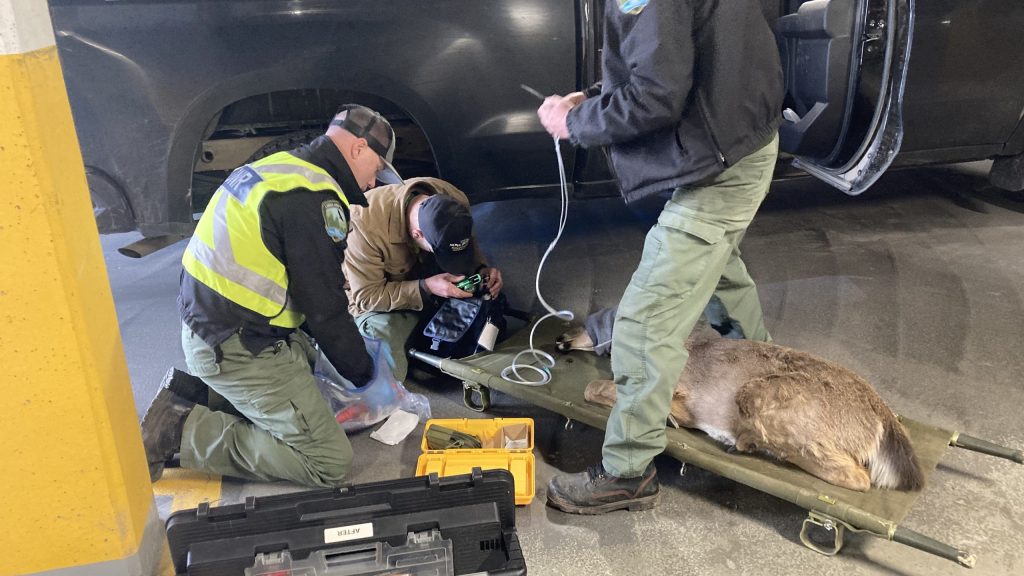 'Oh deer': Fawn finds way into Halifax parking garage