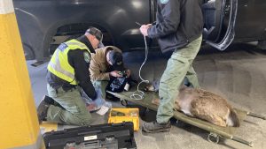 ‘Oh deer’: Fawn finds way into Halifax parking garage