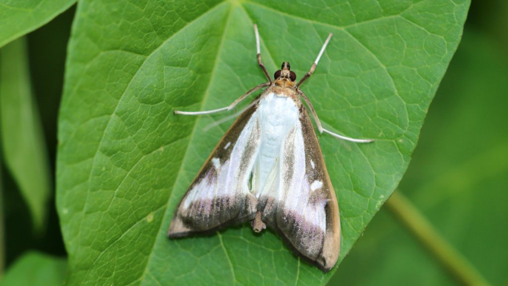Box tree moth found in Nova Scotia after spreading from nearby provinces