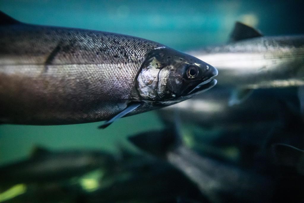 Environment Canada agrees to priority assessment for chemical linked to salmon deaths