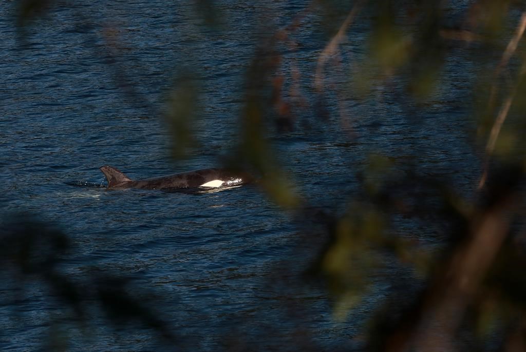 Orca pod spotted in vicinity of orphan B.C. killer whale, but no evidence of family