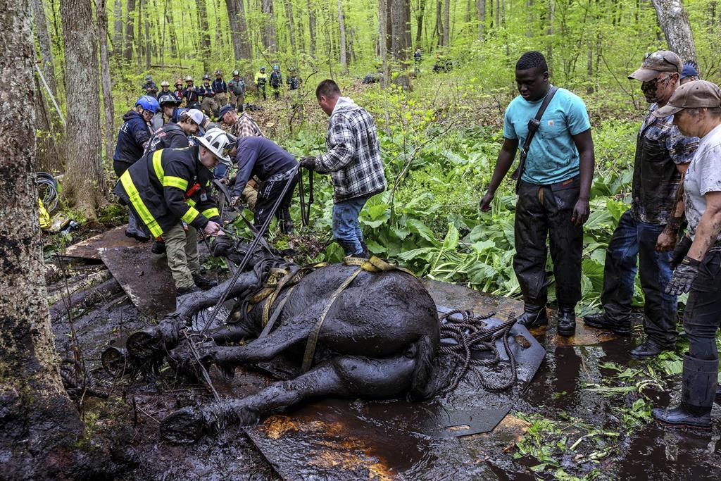 Rescuers free 2 horses stuck in the mud in Connecticut