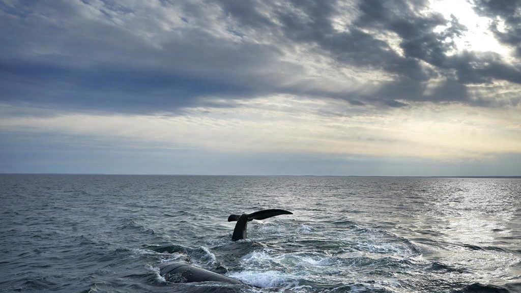 Entangled right whale spotted off New Brunswick with fishing gear stuck in its mouth
