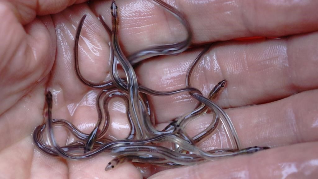 Nova Scotia fisher says Toronto airport baby eel seizure welcome — and long overdue