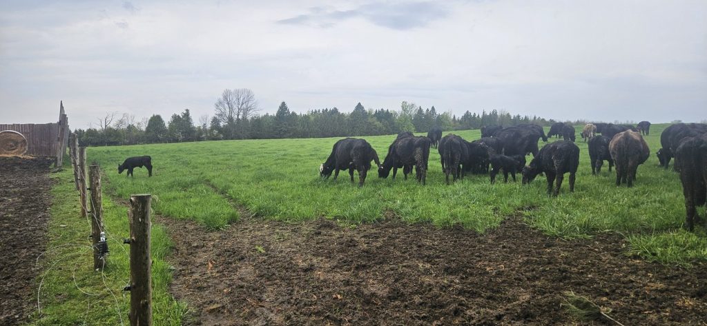 Cattle rustling comes to Quebec as police investigate suspected theft of entire herd
