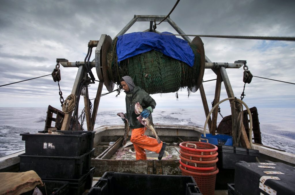 Federal government ends cod moratorium in Newfoundland after more than 30 years