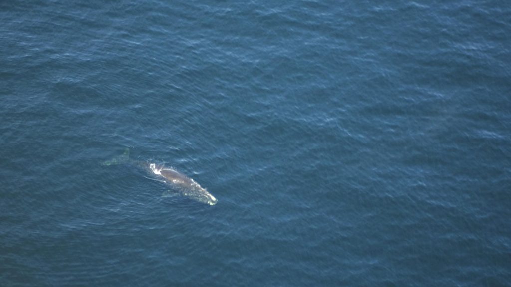 Entangled right whale calf spotted in Gulf of St. Lawrence, DFO says