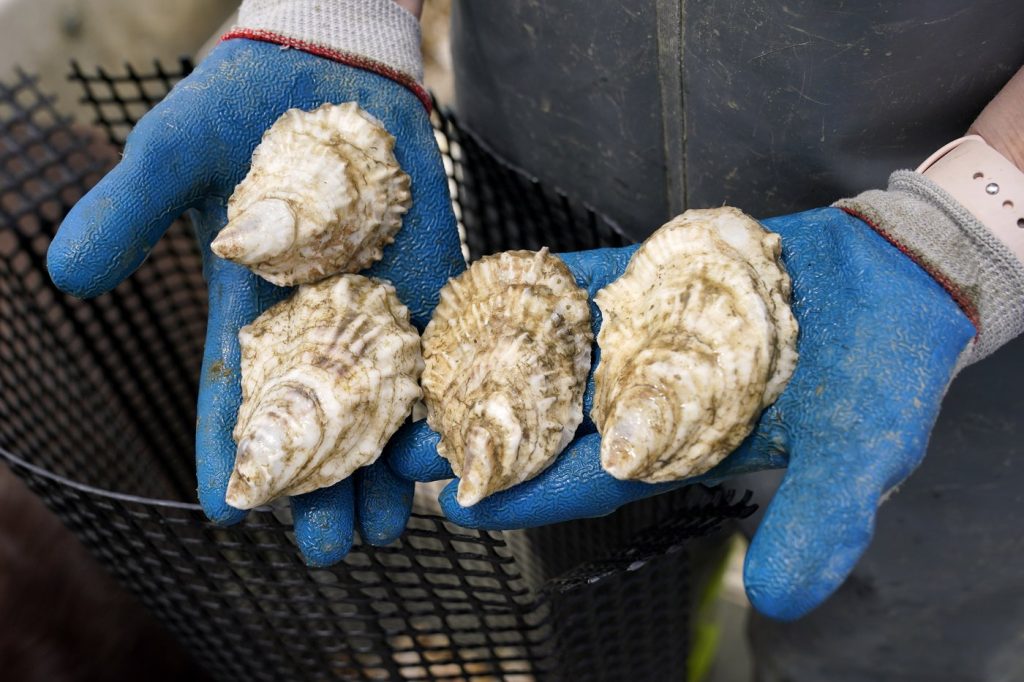 Canadian Food Inspection Agency investigating after parasite found in P.E.I. oysters