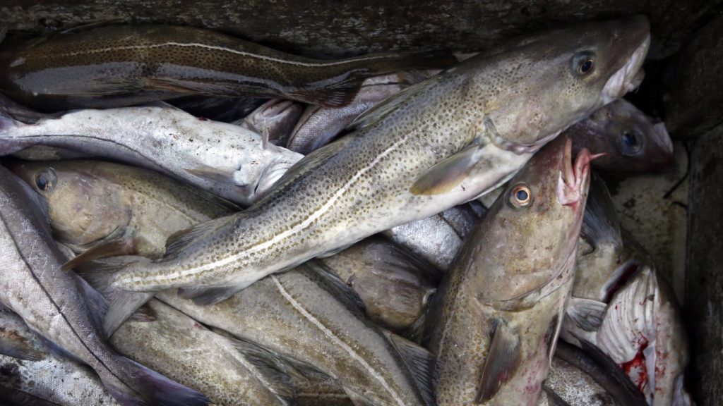 In this April 23, 2016, file photo, cod fill a box on a trawler off the coast of Hampton Beach, N.H. THE CANADIAN PRESS/AP/Robert F. Bukaty