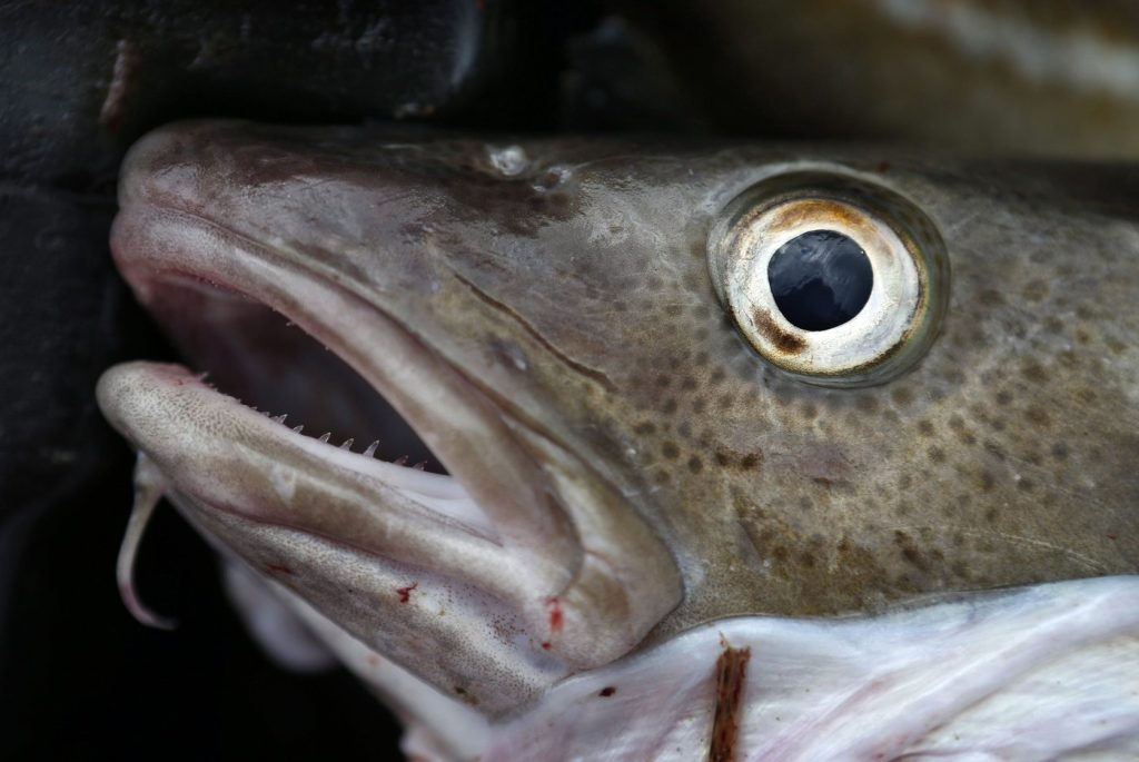Newfoundland and Labrador fishers say commercial cod fishery should not reopen
