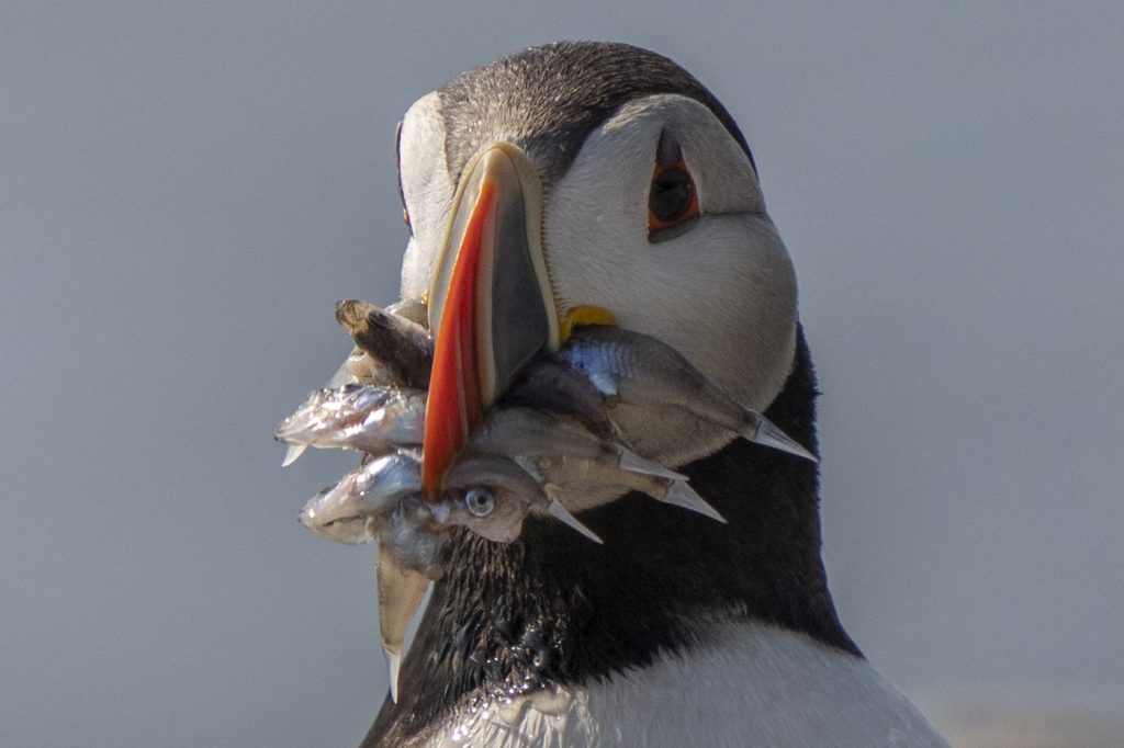 Scientists seeing change in puffins as the tuxedo birds adapt to climate change