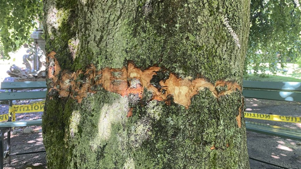 A damaged tree is shown at the Halifax Public Gardens