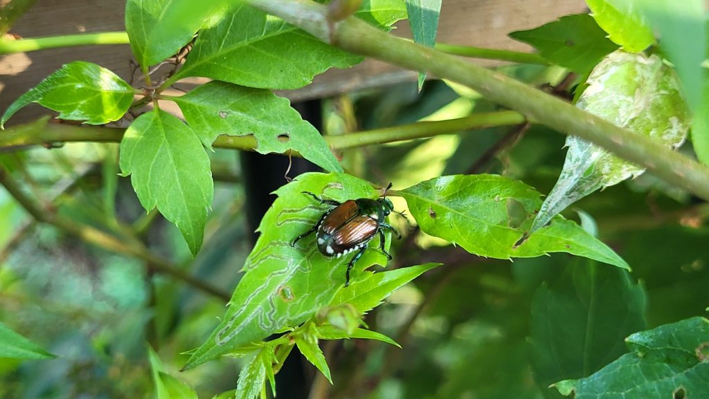 Japanese Beetles eating away at plants in Halifax again this summer