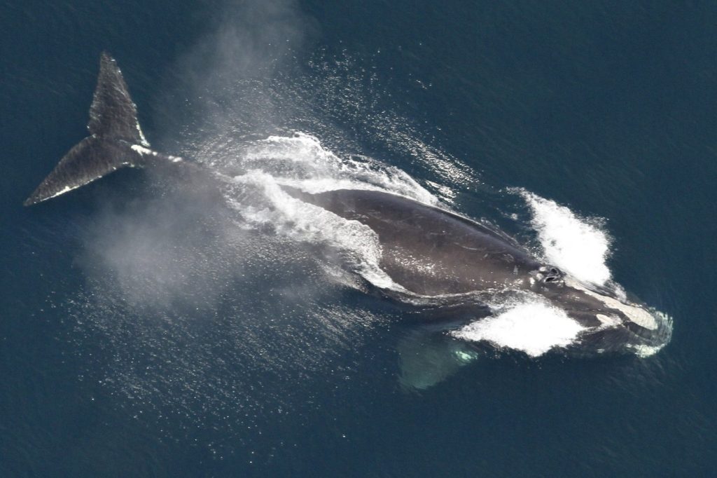 New study of inbreeding among endangered right whales reveals encouraging finding