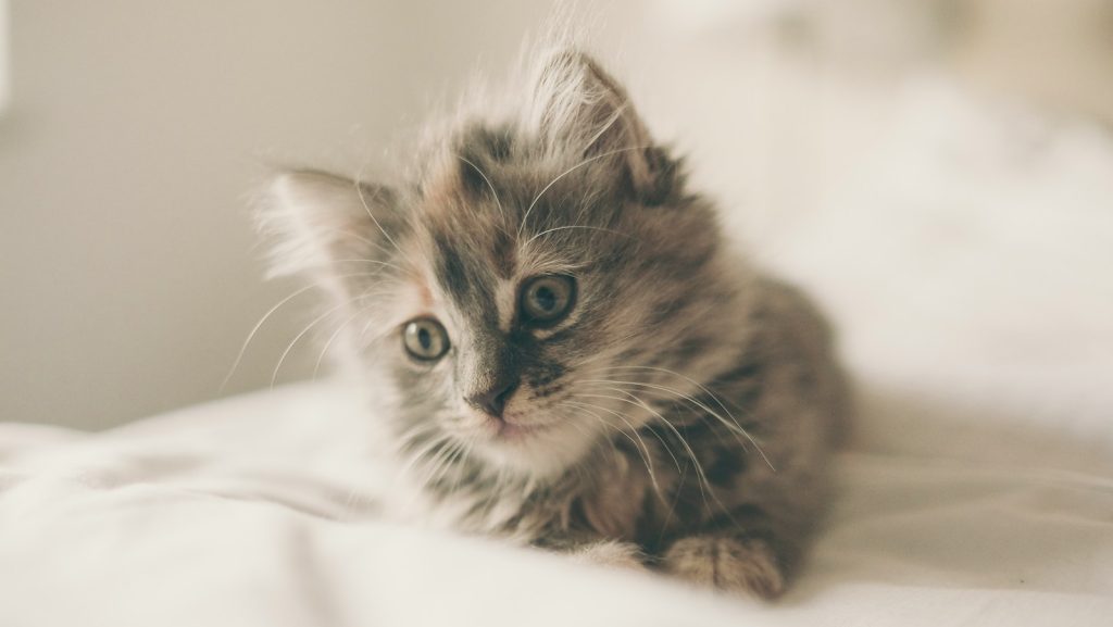 close up photo of kitten lying on white textile