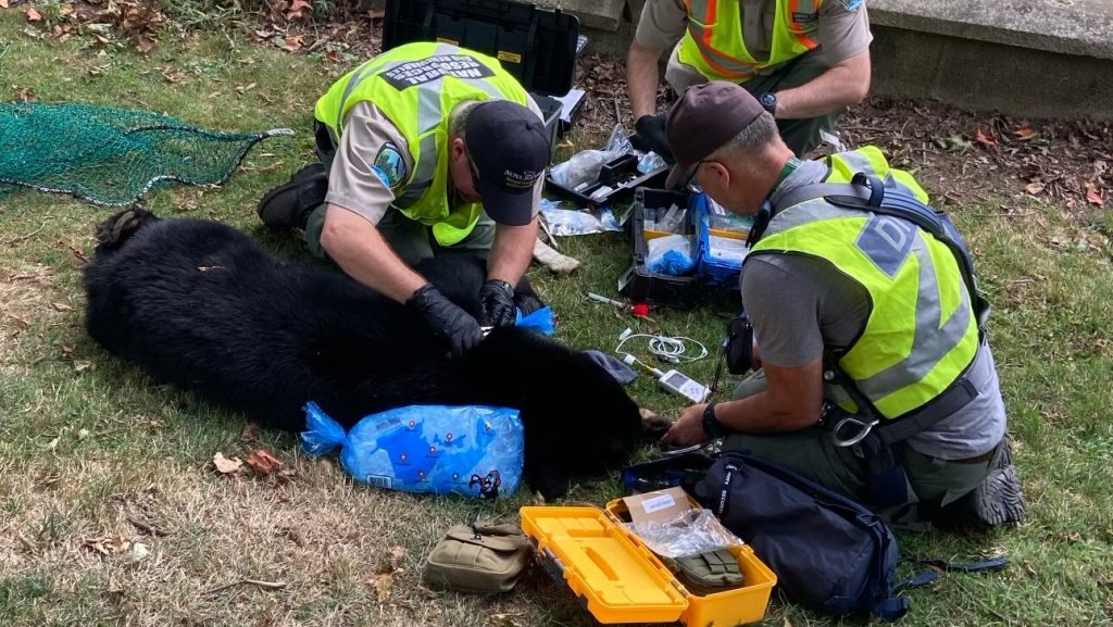 Young black bear at Dartmouth Commons safely removed by DNRR staff