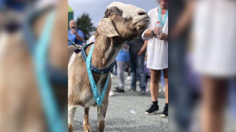 Goat runner wins hearts and a medal after crashing Newfoundland race