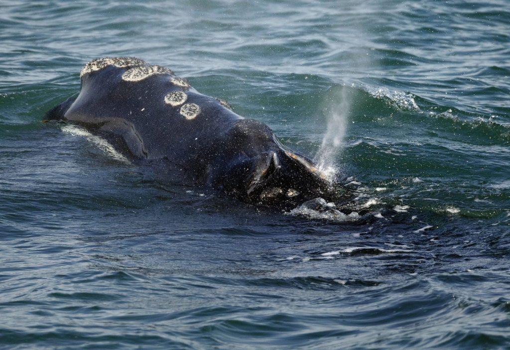 Endangered North Atlantic right whale spotted entangled in Gulf of St. Lawrence