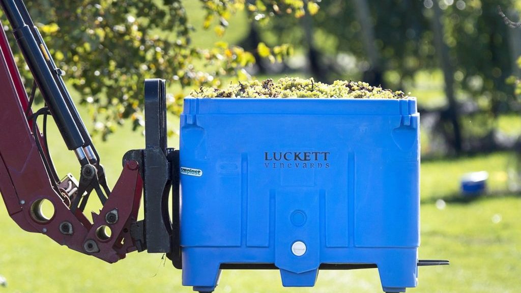 A bin of grapes is carted away at the vineyard in Wallbrook, N.S.,