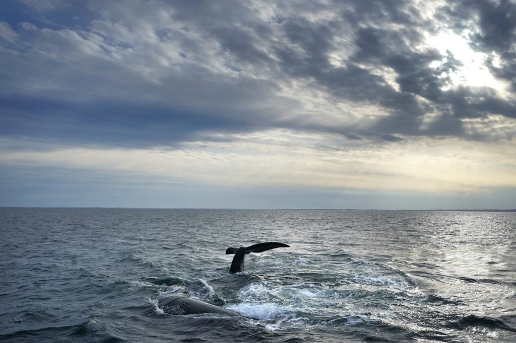 North Atlantic right whale population grew in 2023, but still vulnerable to humans