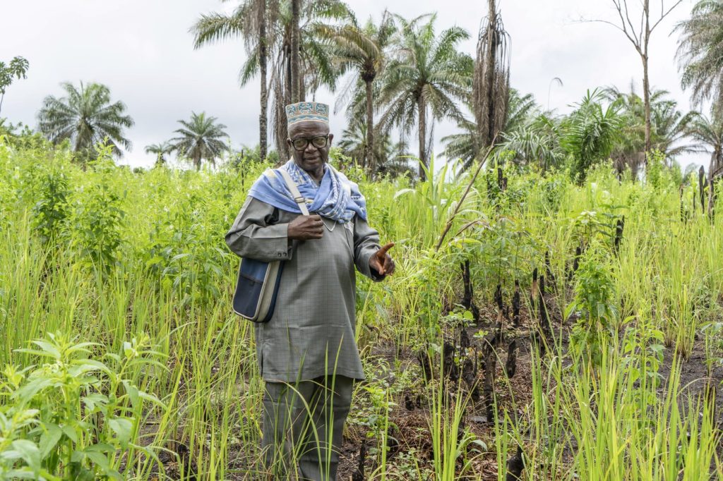 Sierra Leone loves rice and wants to free itself from imports. But how to do it?