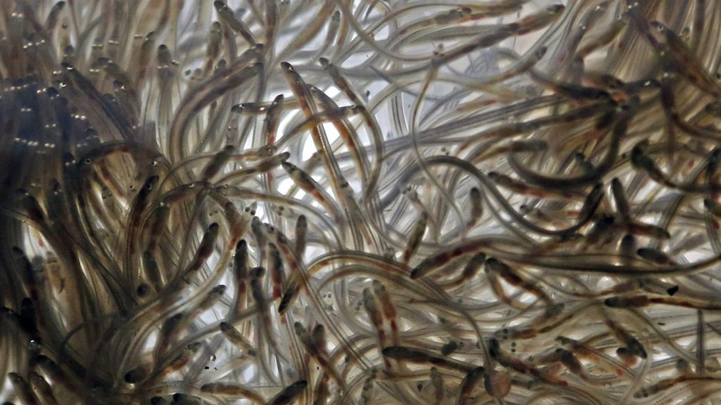 Federal fisheries proposal would slash commercial elver quota in 2025