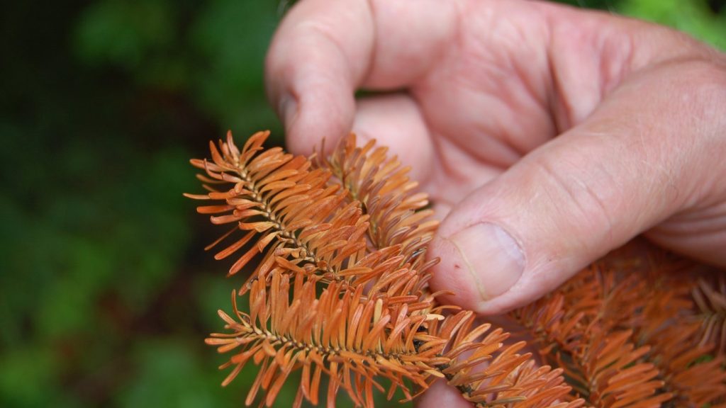 Drought, heat threaten future of balsam firs popular as Christmas trees