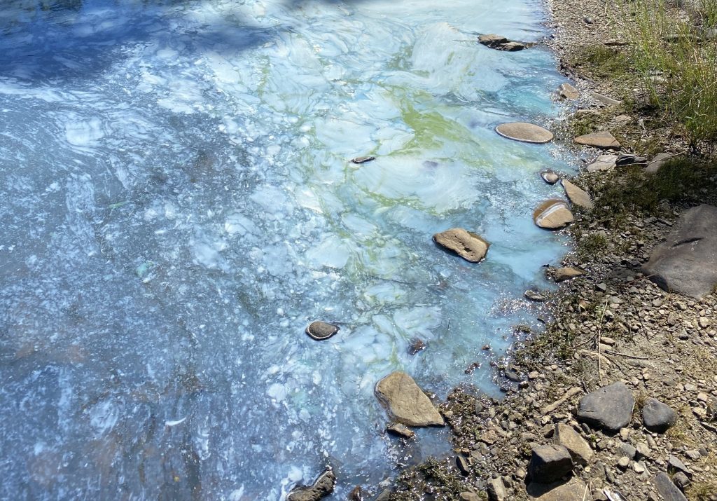 A planktonic blue-green algae bloom resembling spilled paint near the shoreline of a lake. (Government of Nova Scotia)