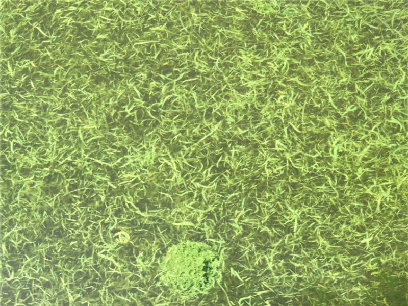 A decaying planktonic blue-green algae bloom resembling grass clippings on the shoreline of a lake. (Government of Nova Scotia)