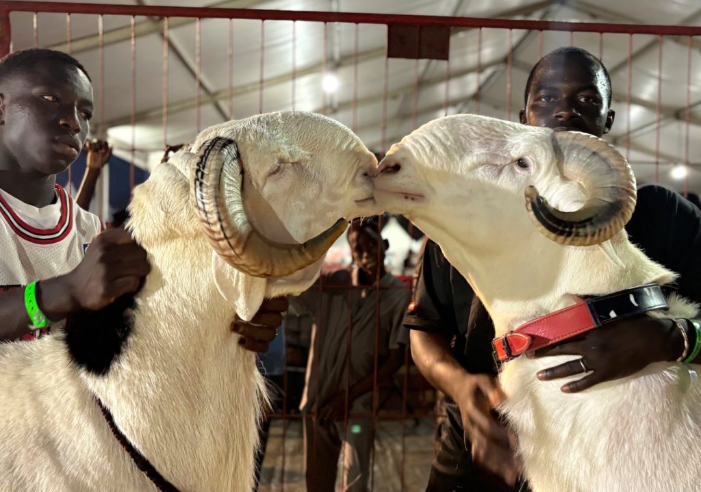 In Senegal, luxury sheep shine at a beauty contest and fetch a